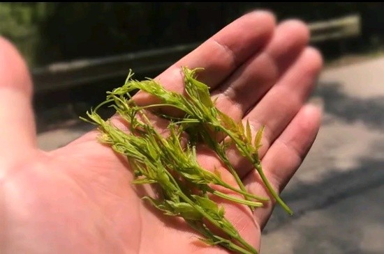 張家界茅巖莓茶與藤茶是同一種茶嗎，藤茶跟莓茶一不一樣？