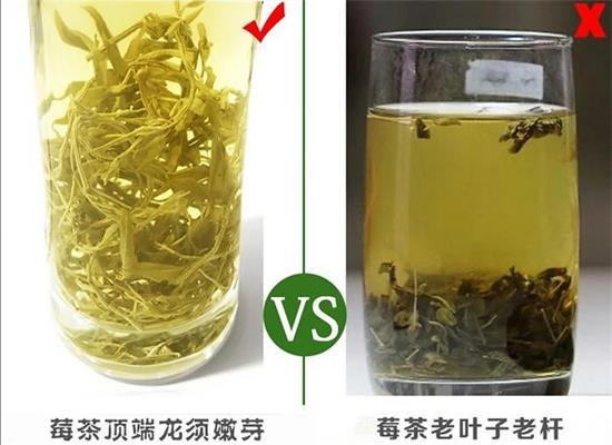 張家界茅巖莓茶與藤茶是同一種茶嗎，藤茶跟莓茶一不一樣？