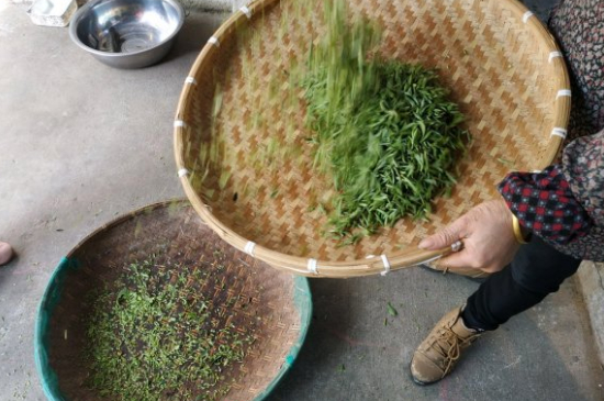 炒青茶為什么便宜，炒青綠茶好喝嗎？