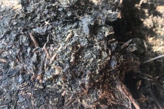 茯茶可以放在冰箱里存放嗎，茯磚茶如何儲存？