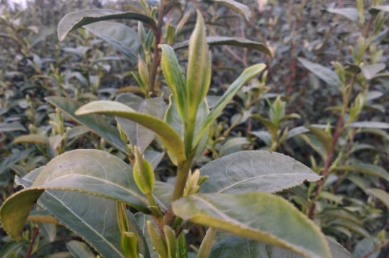 家庭如何保存碧螺春茶葉，蘇州洞庭碧螺春綠茶怎么保存？