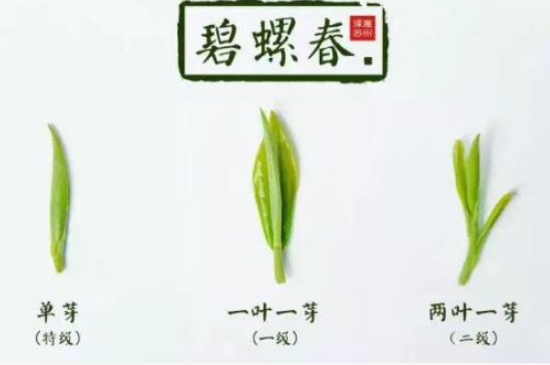 真假碧螺春泡水后區別，蘇州洞庭碧螺春怎樣鑒別好壞？
