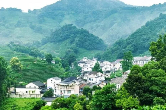 杭州龍井村買茶騙術，西湖龍井茶托騙局揭秘！