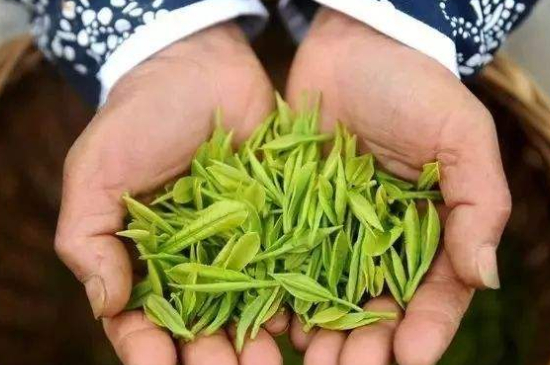 摘茶葉最快的方法，采摘茶葉怎么才能快？