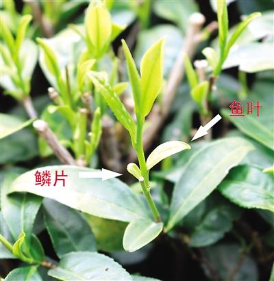 摘茶葉最快的方法，采摘茶葉怎么才能快？