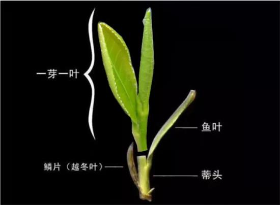摘茶葉最快的方法，采摘茶葉怎么才能快？