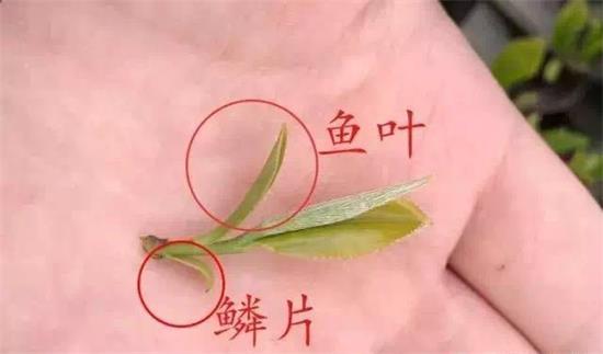 摘茶葉最快的方法，采摘茶葉怎么才能快？