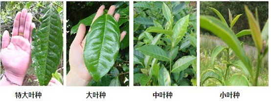 摘茶葉最快的方法，采摘茶葉怎么才能快？