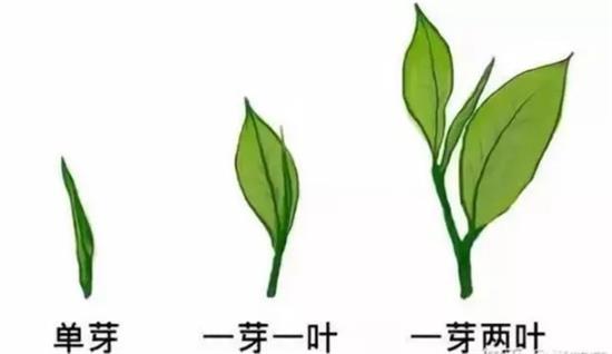 摘茶葉最快的方法，采摘茶葉怎么才能快？