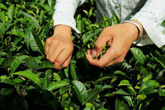 采茶的方法與步驟，如何正確采摘茶葉？