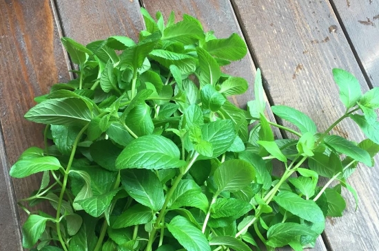 薄荷茶的功效與作用，喝薄荷茶有什么好處？