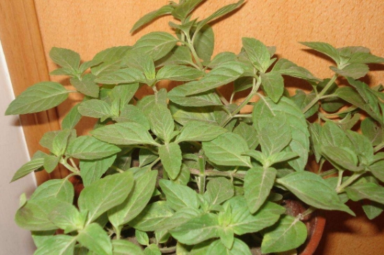 薄荷茶的功效與作用，喝薄荷茶有什么好處？