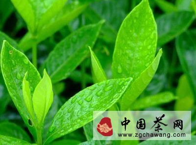 細數(shù)茶葉十德 禮仁讓表敬意