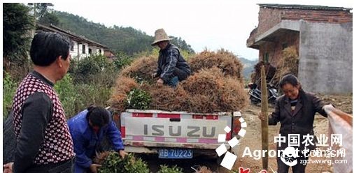 吉安市狗牯腦茶苗走俏遂川鄉村（圖）