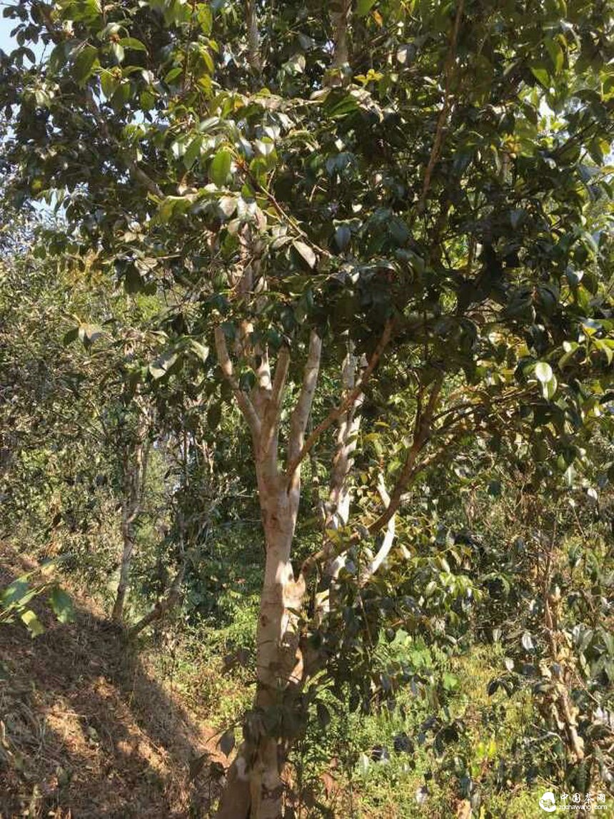 2015年普洱茶春茶市場行情預計將有所回落