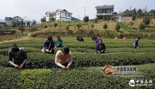 復興鎮(zhèn)明前采茶忙