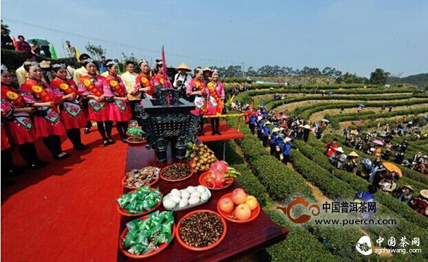福州首采2015年春茶 開制福州茉莉花茶