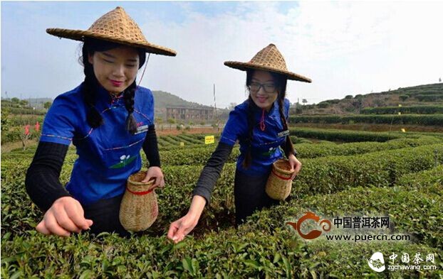 福州首采2015年春茶 開制福州茉莉花茶