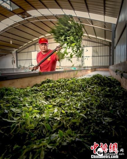 廣東首屆茶文化攝影大賽大獎揭曉