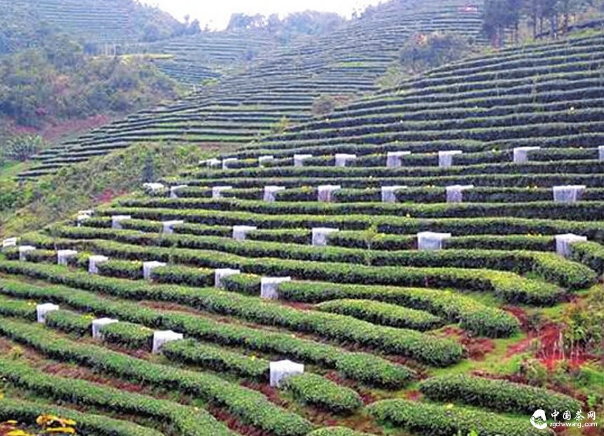 有機茶園害蟲生物防治原理