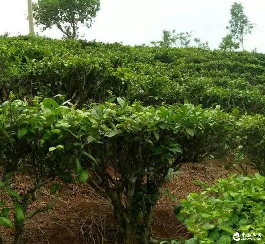 如何提高種植高檔茶葉的產量？