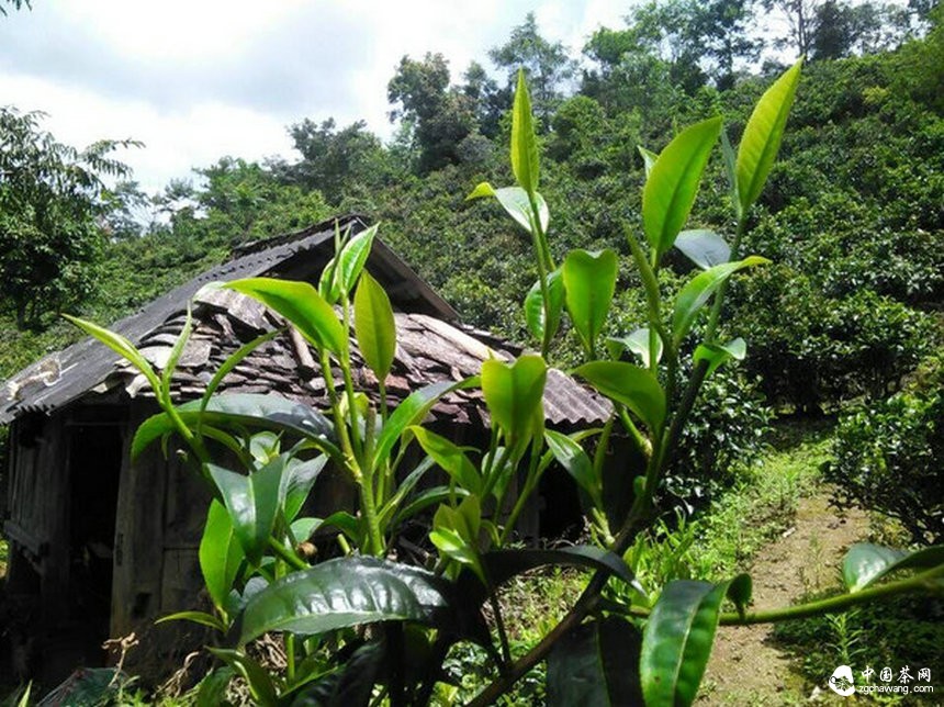 現在的普洱茶市場才合理