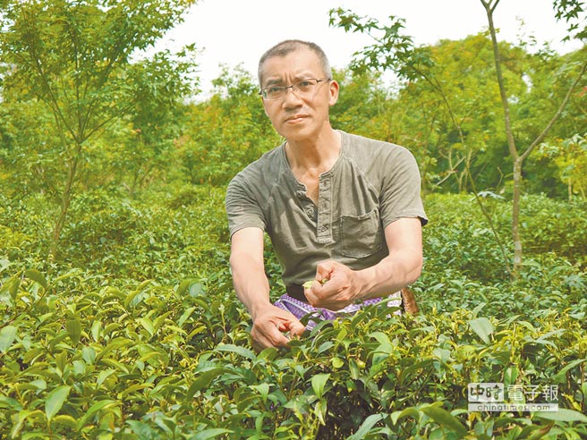 科技人舍百萬年薪 返鄉(xiāng)復(fù)種三芝茶