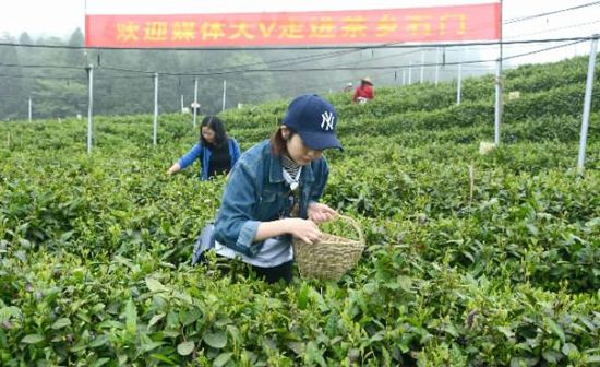 今年62歲的龔平軍是當地有名的種茶大戶。早在幾年前，石門縣大力推動農民發展茶產業伊始，龔平軍便將自己的10余畝田地改種茶葉。“一年有4至5萬純收入。”龔平軍樂呵呵地說。