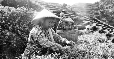 平南縣仙臺茶協會科普惠農架起綠色致富橋