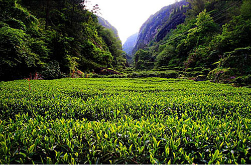 生態茶園