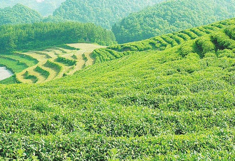 江西湯湖“機械炒茶” 年產值2.5億元