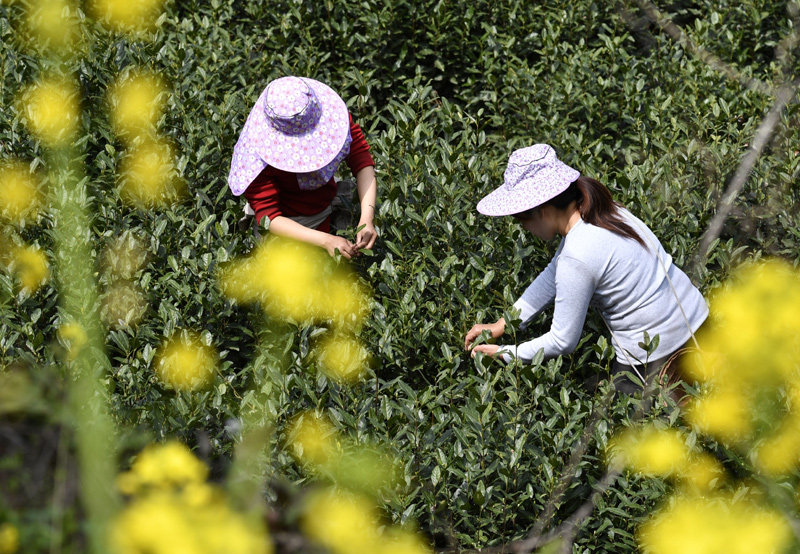 3月31日，甘肅省隴南市文縣碧口鎮(zhèn)水蒿坪村茶農(nóng)在采摘明前茶。