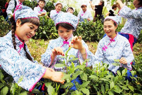 黃山舉行第二屆太平猴魁非遺文化節 可品好茶觀看茶葉制作程序