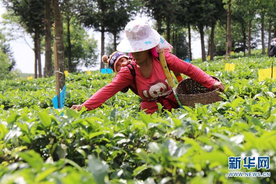 茶農在有機茶園內采摘春茶（新華網羅春明/攝）