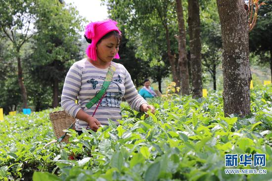 茶農在西雙版納州勐海縣有機茶園內采摘春茶（新華網羅春明/攝）