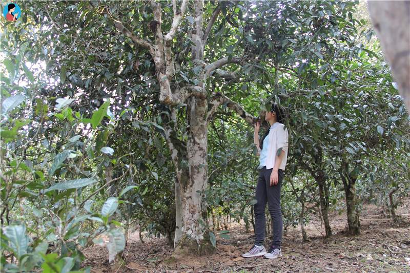 這座寨子至今已有1300多年的歷史，是最古老茶農(nóng)濮人的后裔