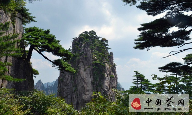 安徽名茶之黃山毛峰