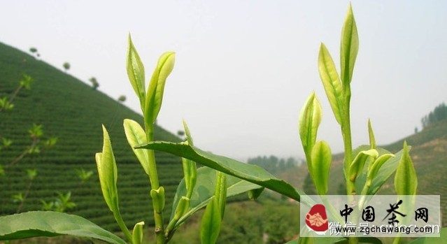 浙江名茶之安吉白茶