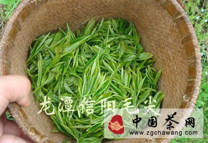 信陽毛尖：春茶即將開采 價格回歸市場
