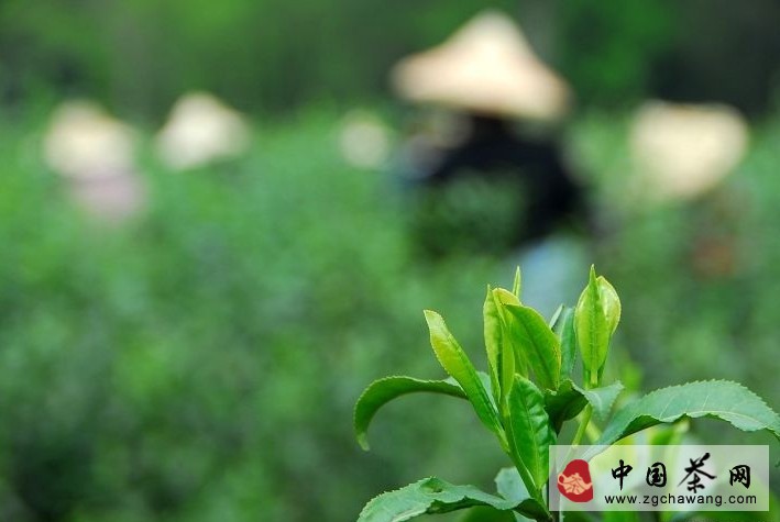 小刀讀報：西湖龍井可以認養 武夷巖茶仿制之殤