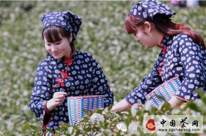 正宗信陽毛尖新茶即將面世