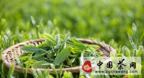 黃山毛峰：山水人文一道茶