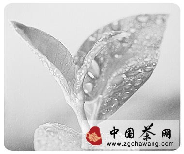 信陽毛尖“小渾淡”標準遭遇多家茶企聯名抵制  呼吁應回歸傳統