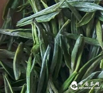 圖文解析如何辨識安吉白茶優劣？